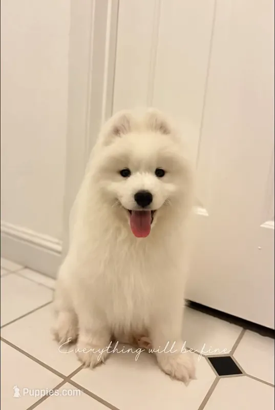 Teddy – Samoyed puppy for sale in Los Angeles, CA