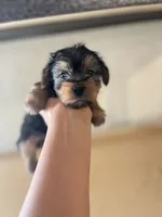 Chloe, a female Yorkshire Terrier for sale in Los Angeles, CA – 5 of 5