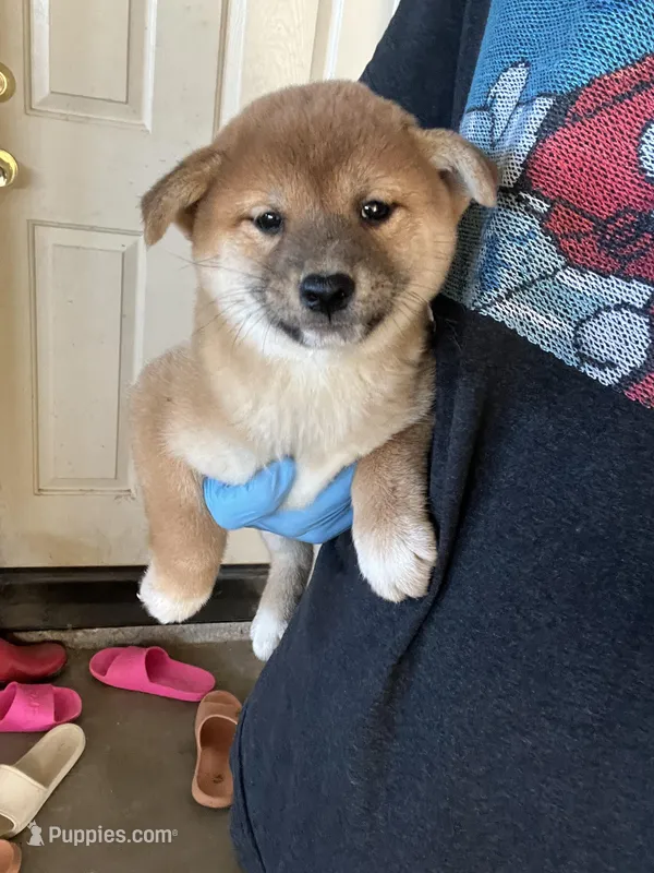Yuki – Shiba Inu puppy for sale in Los Angeles, CA