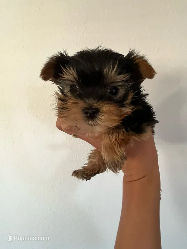 Yoda, a male Yorkshire Terrier for sale in Los Angeles, CA – 1 of 4