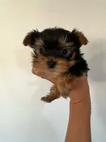 Yoda, a male Yorkshire Terrier for sale in Los Angeles, CA – 1 of 4