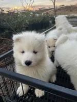 Koda, a male Samoyed for sale in Los Angeles, CA – 2 of 4