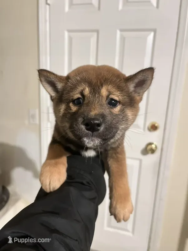 Daisuke – Shiba Inu puppy for sale in Los Angeles, CA