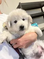 Bubble, a male Samoyed and Golden Retriever for sale in Los Angeles, CA – 1 of 4