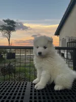 Yuki, a female Samoyed for sale in Los Angeles, CA – 2 of 3