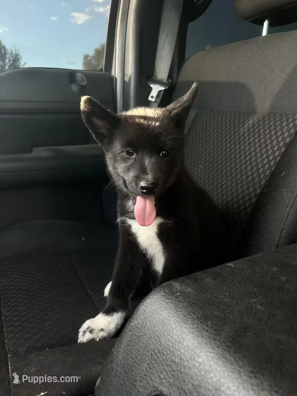 Bear – Shiba Inu puppy for sale in Los Angeles, CA