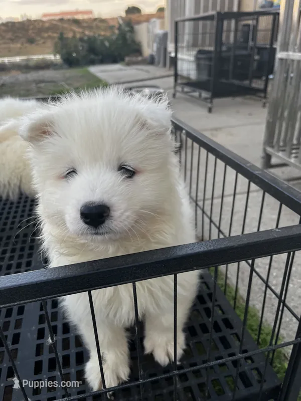 Koda – Samoyed puppy for sale in Los Angeles, CA