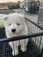 Koda, a male Samoyed for sale in Los Angeles, CA – 1 of 4
