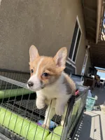 Teddy, a male Pembroke Welsh Corgi for sale in Los Angeles, CA – Photo 2 of 5