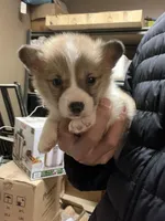 Teddy, a male Pembroke Welsh Corgi for sale in Los Angeles, CA – Photo 1 of 2