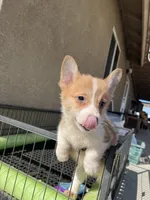 Teddy, a male Pembroke Welsh Corgi for sale in Los Angeles, CA – Photo 4 of 5