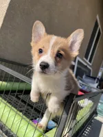 Teddy, a male Pembroke Welsh Corgi for sale in Los Angeles, CA – Photo 3 of 5