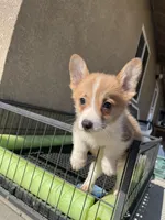 Teddy, a male Pembroke Welsh Corgi for sale in Los Angeles, CA – Photo 5 of 5