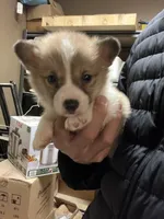 Teddy, a male Pembroke Welsh Corgi for sale in Los Angeles, CA – Photo 2 of 2