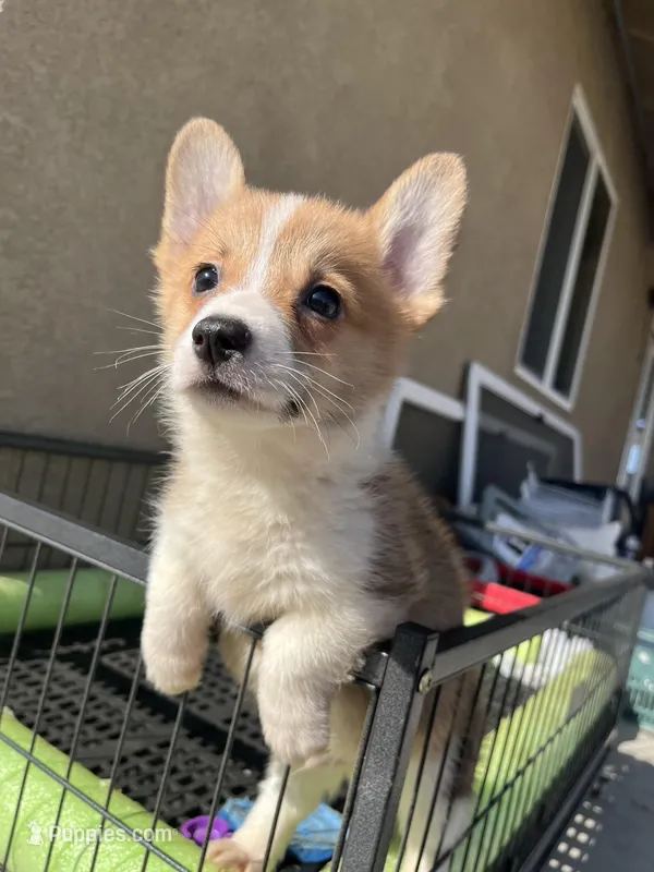 Teddy – Pembroke Welsh Corgi puppy for sale in Los Angeles, CA
