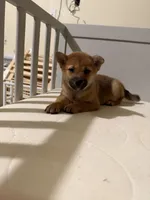 Suki, a female Shiba Inu for sale in Los Angeles, CA – 2 of 2