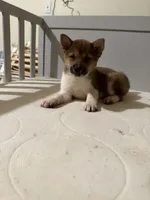 Daisuke, a female Shiba Inu for sale in Los Angeles, CA – 3 of 3