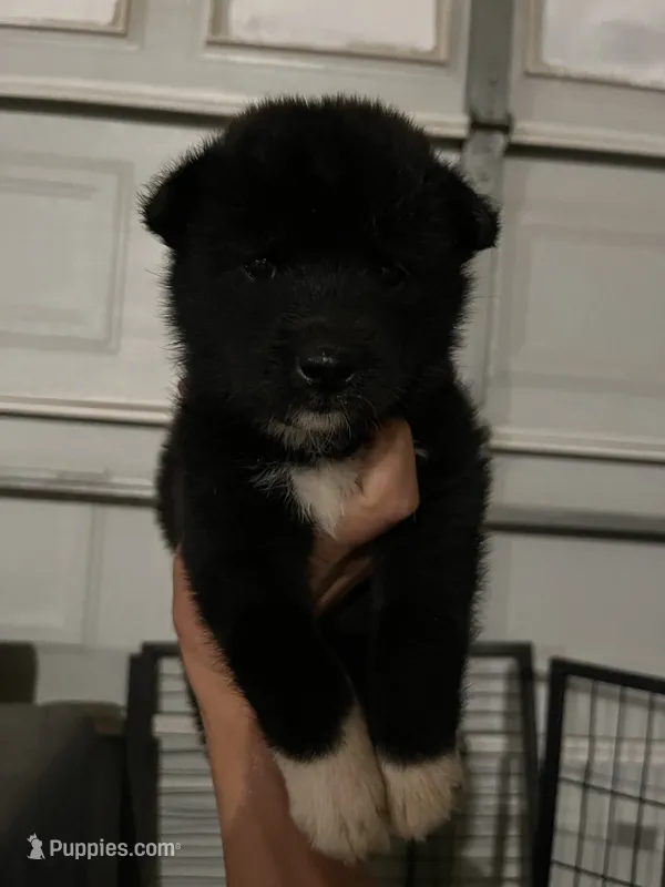 Rumi – Shiba Inu puppy for sale in Los Angeles, CA