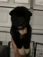 Rumi, a female Shiba Inu for sale in Los Angeles, CA – 1 of 2