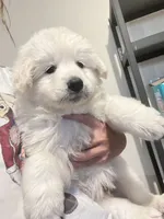 Bubble, a male Samoyed and Golden Retriever for sale in Los Angeles, CA – 4 of 4