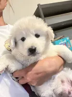 Bubble, a male Samoyed and Golden Retriever for sale in Los Angeles, CA – 3 of 4