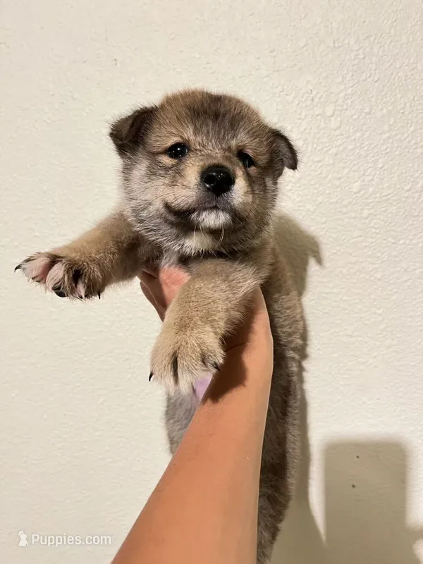Max – Shiba Inu puppy for sale in Los Angeles, CA