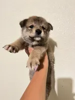 Max, a male Shiba Inu for sale in Los Angeles, CA – 1 of 3