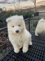 Koda, a male Samoyed for sale in Los Angeles, CA – 3 of 4