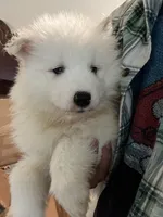 Teddy, a male Samoyed for sale in Los Angeles, CA – 1 of 1