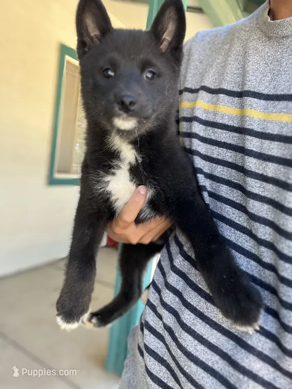 Bear – Shiba Inu puppy for sale in Los Angeles, CA