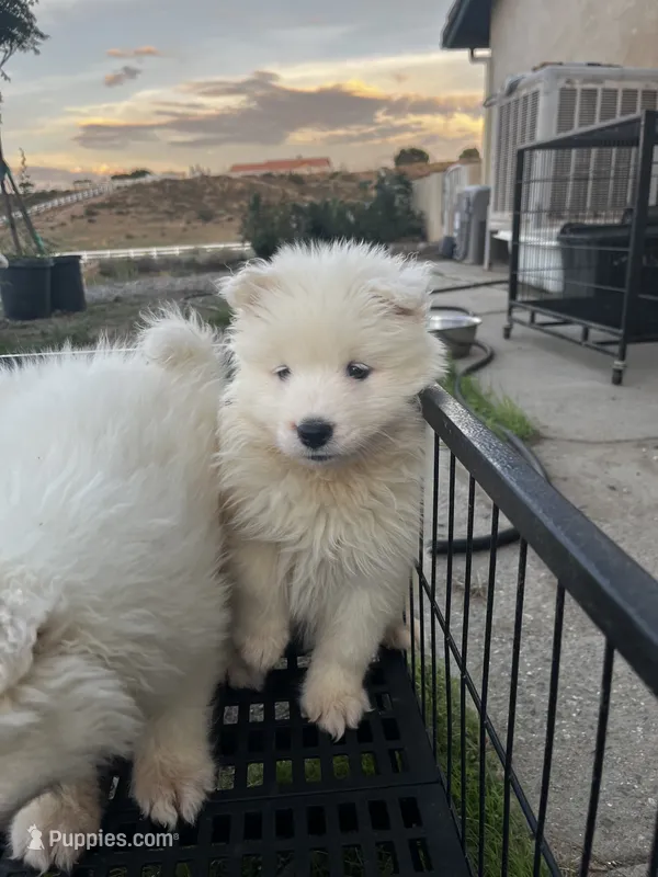 Lumi – Samoyed puppy for sale in Los Angeles, CA