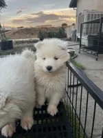 Lumi, a female Samoyed for sale in Los Angeles, CA – 1 of 2