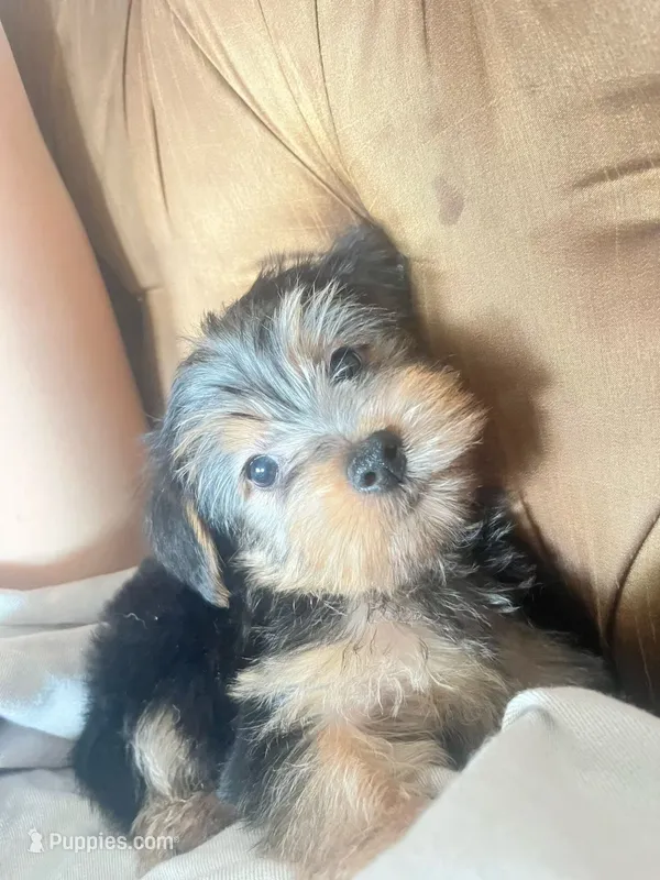Chloe – Yorkshire Terrier puppy for sale in Los Angeles, CA