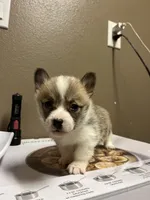 Turbo, a male Pembroke Welsh Corgi for sale in Los Angeles, CA – Photo 2 of 2