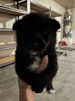 Rumi, a female Shiba Inu for sale in Los Angeles, CA – 2 of 2