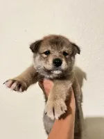 Max, a male Shiba Inu for sale in Los Angeles, CA – 3 of 3