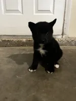 Bear, a female Shiba Inu for sale in Los Angeles, CA – 2 of 4