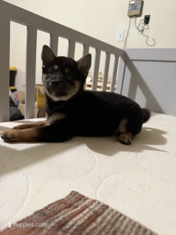 Momo – Shiba Inu puppy for sale in Los Angeles, CA