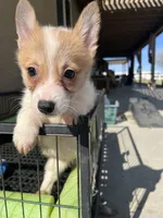 Wigglebutt, a female Pembroke Welsh Corgi for sale in Los Angeles, CA – Photo 7 of 8
