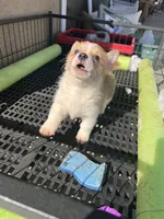 Wigglebutt, a female Pembroke Welsh Corgi for sale in Los Angeles, CA – Photo 3 of 8