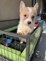 Wigglebutt, a female Pembroke Welsh Corgi for sale in Los Angeles, CA – Photo 4 of 8