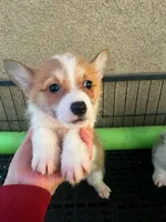 Wigglebutt, a female Pembroke Welsh Corgi for sale in Los Angeles, CA – Photo 8 of 8