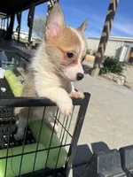 Wigglebutt, a female Pembroke Welsh Corgi for sale in Los Angeles, CA – Photo 5 of 8