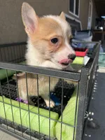 Wigglebutt, a female Pembroke Welsh Corgi for sale in Los Angeles, CA – Photo 6 of 8