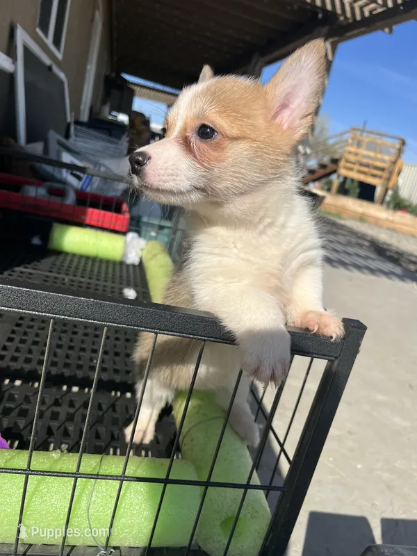 Wigglebutt – Pembroke Welsh Corgi puppy for sale in Los Angeles, CA