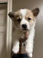 Wigglebutt, a female Pembroke Welsh Corgi for sale in Los Angeles, CA – Photo 2 of 2