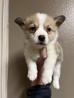 Wigglebutt, a female Pembroke Welsh Corgi for sale in Los Angeles, CA – Photo 1 of 2