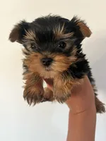Yoda, a male Yorkshire Terrier for sale in Los Angeles, CA – 3 of 4