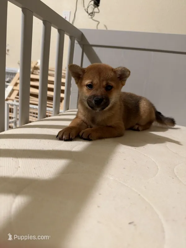 Suki – Shiba Inu puppy for sale in Los Angeles, CA