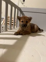 Suki, a female Shiba Inu for sale in Los Angeles, CA – 1 of 2